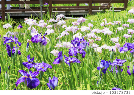 初夏の山田池公演 花しょうぶ園とあじさい園 初夏の山田池公演 花しょうぶ園とあじさい園 103578735