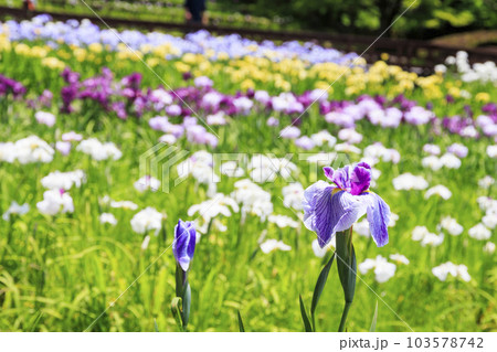 初夏の山田池公演　花しょうぶ園とあじさい園 103578742