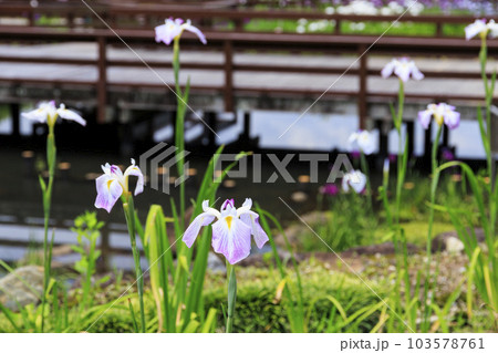 初夏の山田池公演　花しょうぶ園とあじさい園 103578761