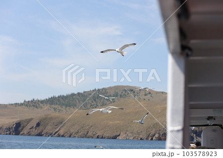 Baikal seagull flies near the ferry Olkhon 103578923