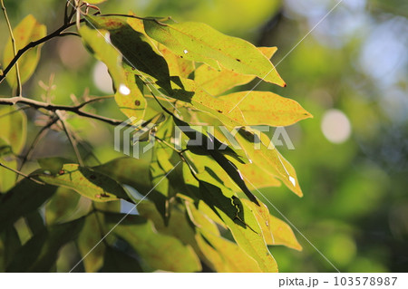 the Green plant leaf background, the nature concept the Green plant leaf background, the nature concept 103578987