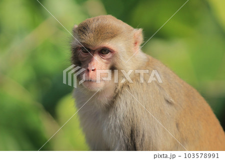 Wild monkey in Kam Shan Country Park, Kowloon, Hong Kong 103578991