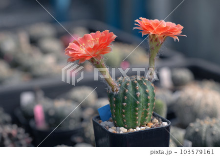 Cactus with flowers called "Lobivia sp." Cactus with flowers called "Lobivia sp." 103579161