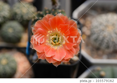 Cactus with flowers called "Lobivia sp." Cactus with flowers called "Lobivia sp." 103579162