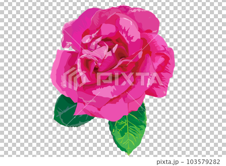 バラ・マリアカラスのイラスト〈ベクターイラスト〉 103579282