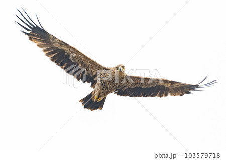 Eastern Imperial Eagle flying isolated on white background Eastern Imperial Eagle flying isolated on white background 103579718