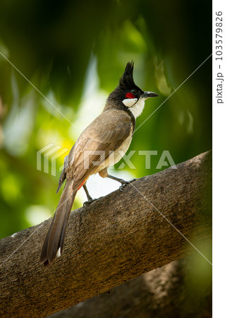Red-whiskered bulbul perching on longan tree branch Red-whiskered bulbul perching on longan tree branch 103579826