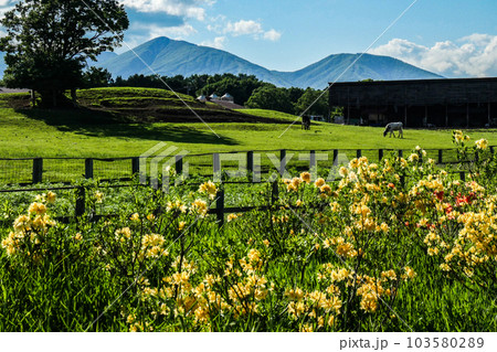 日本最大の民間総合農場の小岩井農場の初夏の牧場風景 103580289