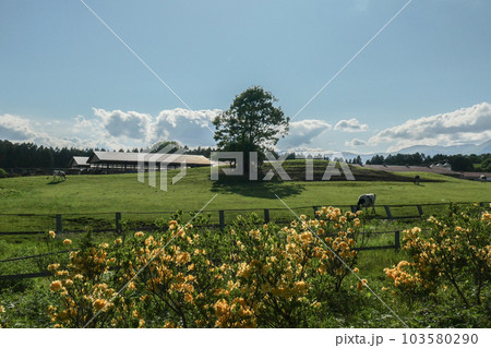日本最大の民間総合農場の小岩井農場の初夏の牧場風景 日本最大の民間総合農場の小岩井農場の初夏の牧場風景 103580290