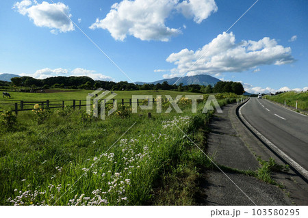日本最大の民間総合農場の小岩井農場の初夏の牧場風景と岩手山 103580295