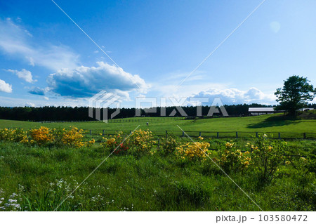 日本最大の民間総合農場の小岩井農場の初夏の牧場風景 103580472