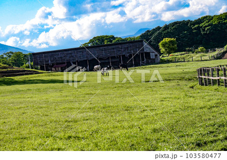 日本最大の民間総合農場の小岩井農場の初夏の牧場風景 103580477