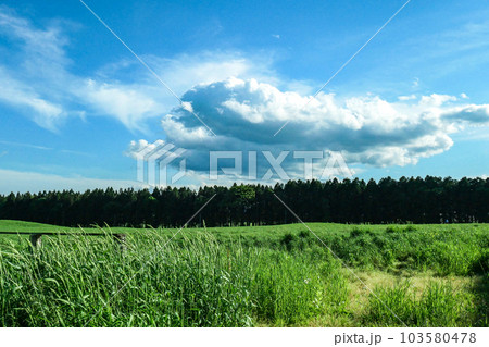 日本最大の民間総合農場の小岩井農場の初夏の牧場風景 103580478