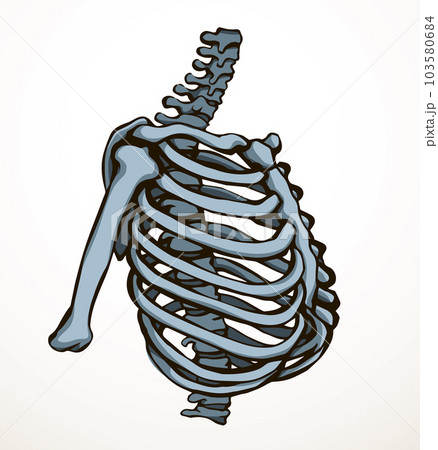Vector drawing. Thorax and ribs 103580684
