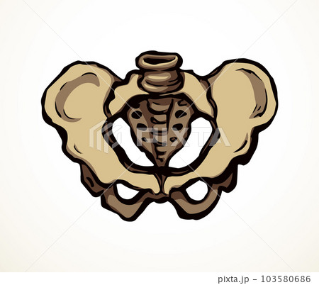 Vector drawing. Pelvic bones icon Vector drawing. Pelvic bones icon 103580686