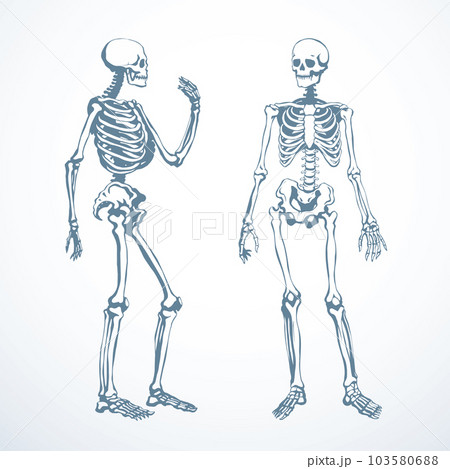 Human skeleton. Vector schematic drawingのイラスト素材