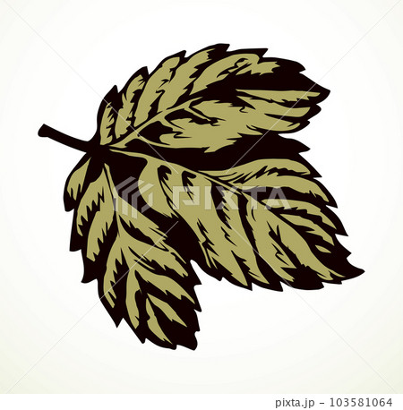Large vine leaf. Vector drawing Large vine leaf. Vector drawing 103581064