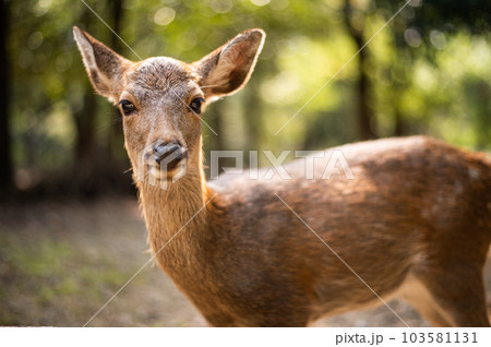 deer portrait at Nara 103581131