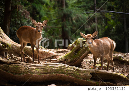 deer portrait at Nara deer portrait at Nara 103581132