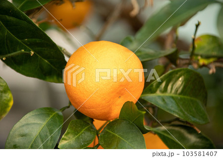 A beautiful picture of citrus fruits A beautiful picture of citrus fruits 103581407
