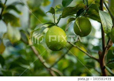A beautiful picture of citrus fruits A beautiful picture of citrus fruits 103581439