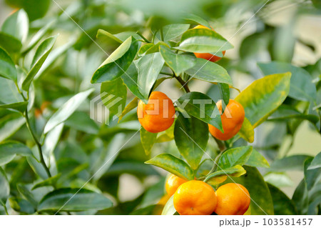A beautiful picture of citrus fruits 103581457