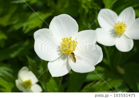 フタマタイチゲの白い花とハナアブ 103581475
