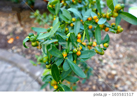 A beautiful picture of citrus fruits A beautiful picture of citrus fruits 103581517