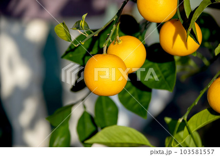 A beautiful picture of citrus fruits 103581557