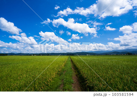 青空と田んぼ 103581594
