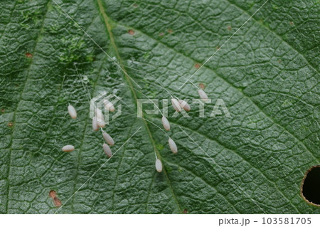 うどんげ　/　優曇華 103581705