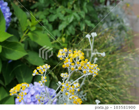 シロタエギクの花 シロタエギクの花 103581900