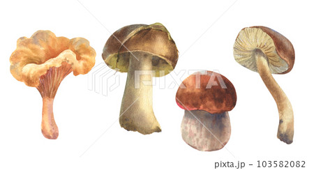 Set of watercolor illustrations mushrooms. Boletus mushroom, Chanterelle, big white mushroom, vegetarian gourmet cuisine, illustration isolated on white background 103582082