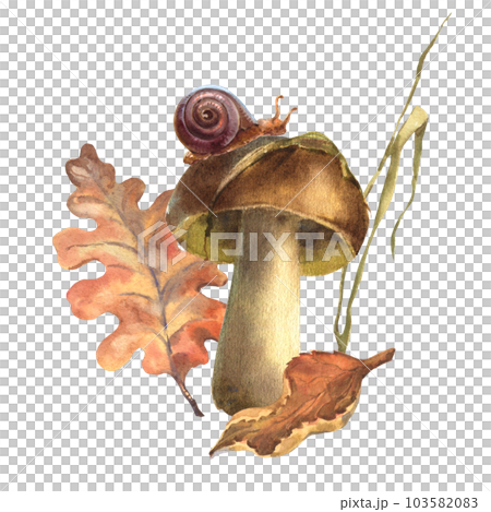 Autumn watercolor composition with a mushroom, autumn leaves, a blade of grass, a snail on a mushroom cap. Hand-drawn isolated on a white background Autumn watercolor composition with a mushroom, autumn leaves, a blade of grass, a snail on a mushroom cap. Hand-drawn isolated on a white background 103582083