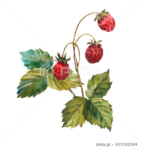 Set of wild Strawberries watercolor. Hand-drawn watercolour illustration. Fresh red berries. Green leaves, brunch. Isolated on white background. Set of wild Strawberries watercolor. Hand-drawn watercolour illustration. Fresh red berries. Green leaves, brunch. Isolated on white background. 103582084