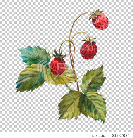 Set of wild Strawberries watercolor. Hand-drawn watercolour illustration. Fresh red berries. Green leaves, brunch. Isolated on white background. Set of wild Strawberries watercolor. Hand-drawn watercolour illustration. Fresh red berries. Green leaves, brunch. Isolated on white background. 103582084