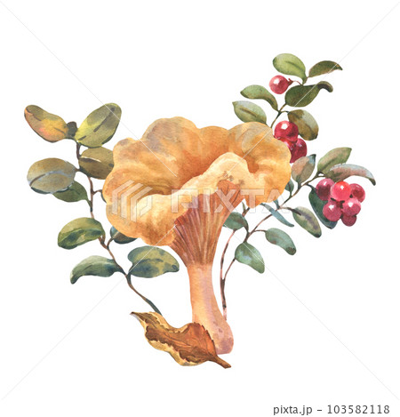 Forest chanterelle mushroom with Cranberry bushes and autumn leaf. Watercolor hand drawn illustration. Isolated composition on a white background Forest chanterelle mushroom with Cranberry bushes and autumn leaf. Watercolor hand drawn illustration. Isolated composition on a white background 103582118