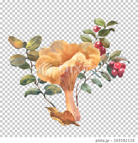 Forest chanterelle mushroom with Cranberry bushes and autumn leaf. Watercolor hand drawn illustration. Isolated composition on a white background 103582118