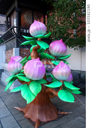 横浜中華街　春節の桃飾り 103582190