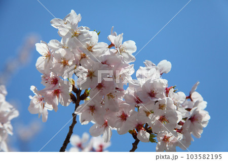 桜 103582195