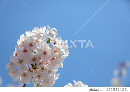 桜 103582196