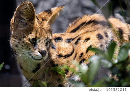 サーバルキャット 103582211