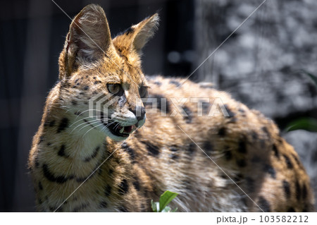 サーバルキャット サーバルキャット 103582212