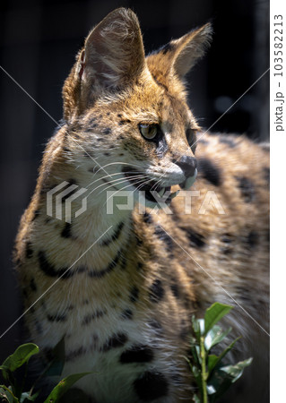 サーバルキャット サーバルキャット 103582213