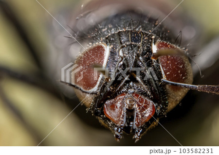 Macro photography. Macro photography high magnification. Macro photography of insect, small creatures and small flower. 103582231
