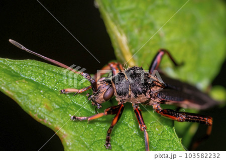 Macro photography. Macro photography high magnification. Macro photography of insect, small creatures and small flower. Macro photography. Macro photography high magnification. Macro photography of insect, small creatures and small flower. 103582232