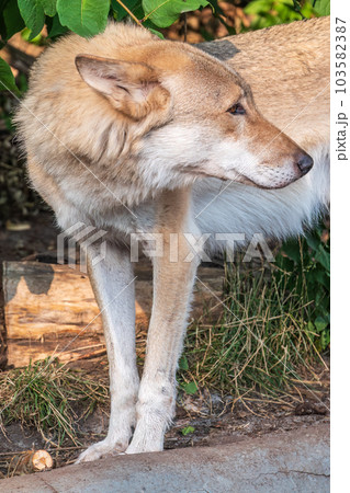 Gray wolf in forest on the green grass. The wolf, Canis lupus 103582387