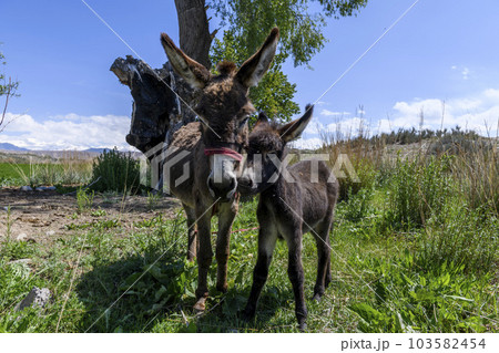 Two donkeys, mother and cub standing in green field. Summer mountain landscape. 103582454