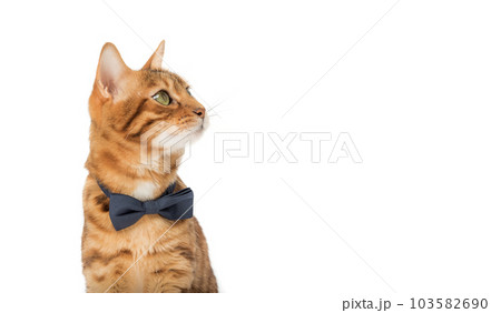 A cute red cat sits in a bow tie on a white background. A cute red cat sits in a bow tie on a white background. 103582690