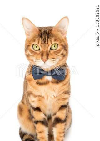 A cute red cat sits in a bow tie on a white background. 103582691